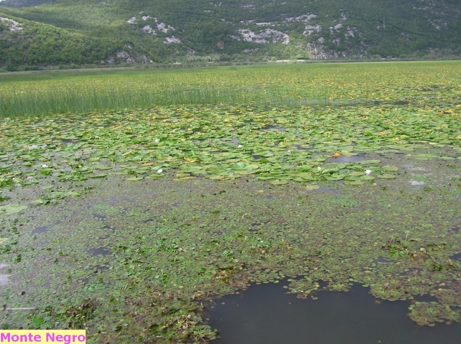 Skadarské jezero