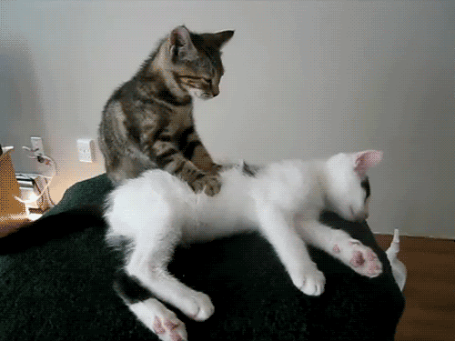 massagecats.gif