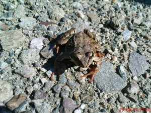 dsc04594.jpg