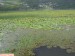 Skadarské jezero